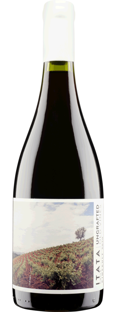 Ungrafted Itata Cinsault